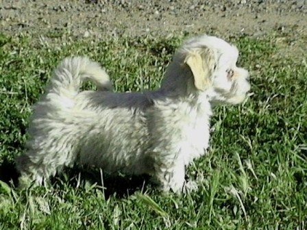 white havanese puppy