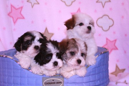 four havanese puppies in a wagon