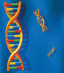 havanese breeder gene helix