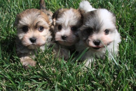 havanese puppies on the lawn