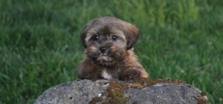havanese puppy in the grass