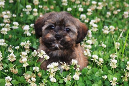 havanese puppy in clover