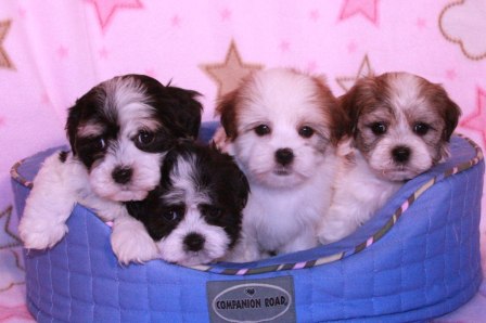 three havanese puppies in a wagon