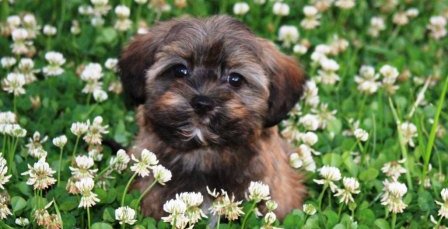 havanese puppy in the clover