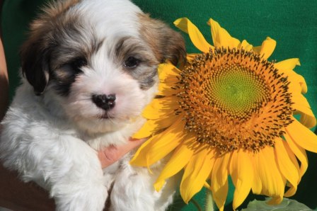 havanese puppy next to sunflower