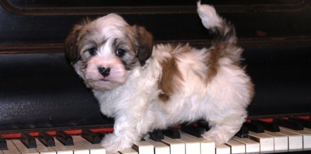 havanese puppy on piano